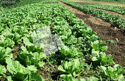 Image of Plantations with lettuce