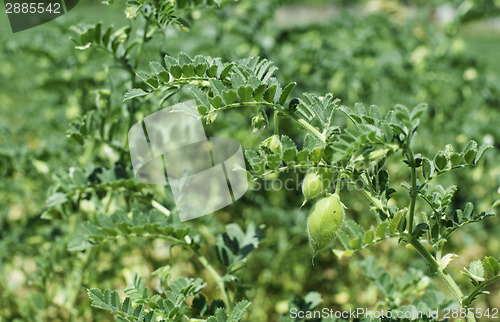 Image of Chickpeas plantation