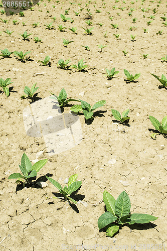 Image of Plantation of young tobacco plants