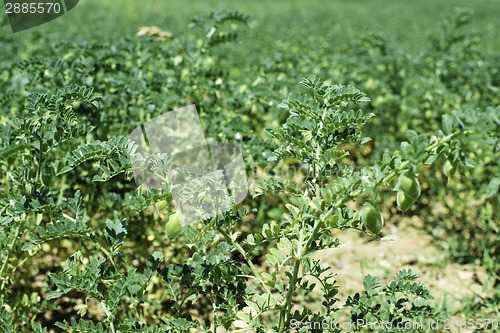 Image of Chickpeas plantation