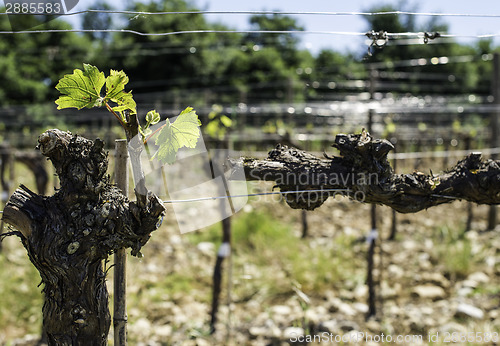 Image of Budding vineyards