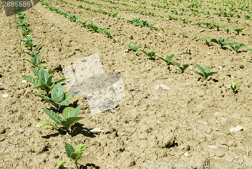 Image of Plantation of young tobacco plants