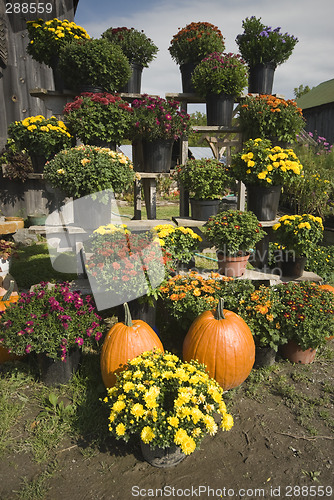 Image of pumpkins and mums