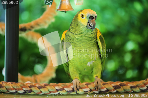 Image of Green parrot