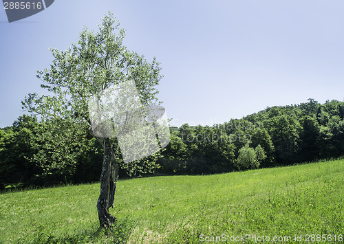 Image of Olive tree in Italy