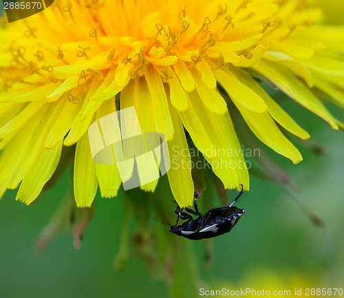 Image of Beetle on flower of dandelion