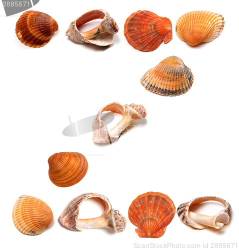 Image of Letter Z composed of seashells