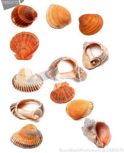 Image of Letter R composed of seashells