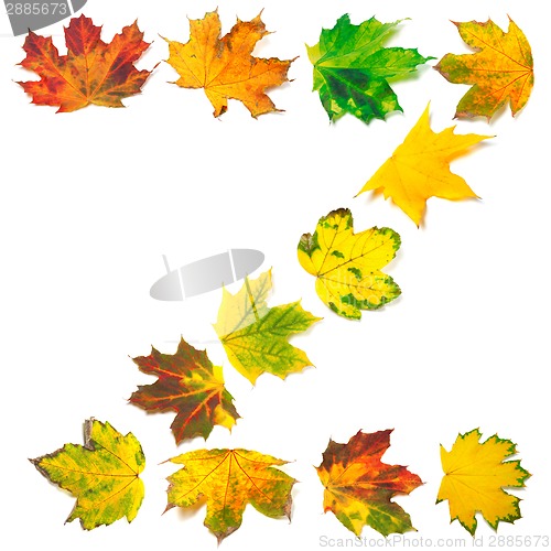 Image of Letter Z composed of autumn maple leafs