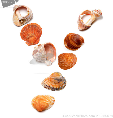 Image of Letter Y composed of seashells