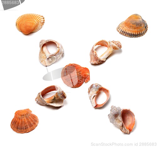 Image of Letter X composed of seashells