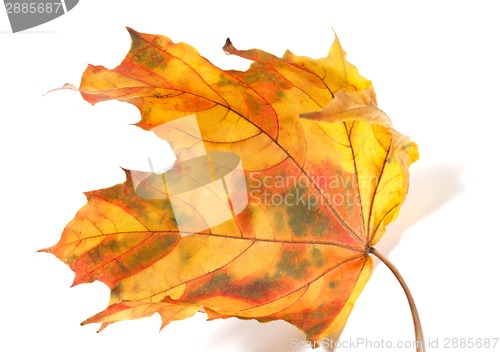 Image of Yellowed autumn maple-leaf 