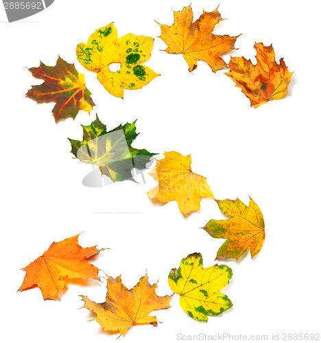 Image of Letter S composed of autumn maple leafs