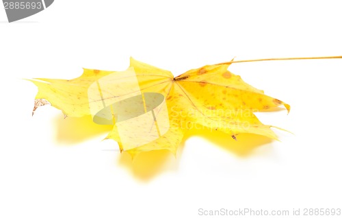 Image of Yellow maple leaf on white background