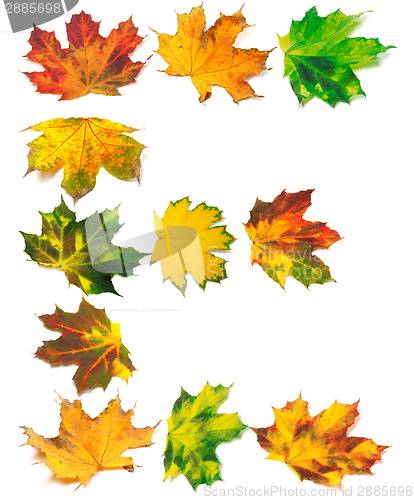 Image of Letter E composed of autumn maple leafs