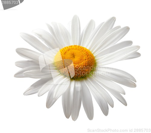 Image of Chamomile isolated on white background