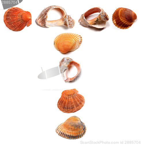 Image of Letter T composed of seashells