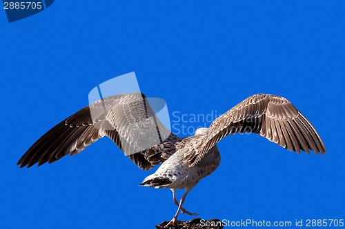 Image of Soaring seagull
