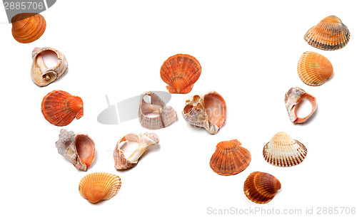 Image of Letter W composed of seashells