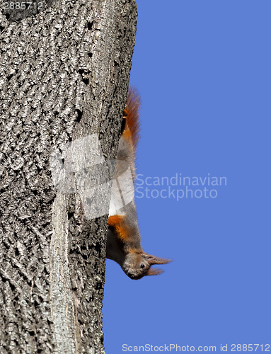 Image of Red squirrel play on tree