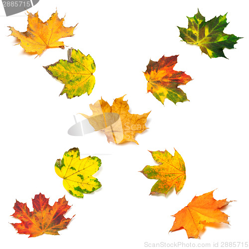 Image of Letter X composed of autumn maple leafs