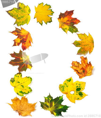 Image of Letter D composed of autumn maple leafs