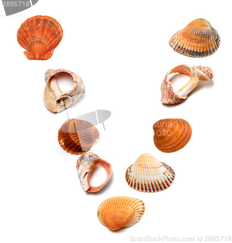 Image of Letter V composed of seashells