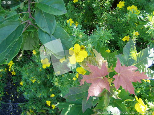 Image of Flowers_1_27.07.2002