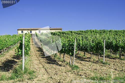 Image of Vine plantations and farmhouse in Italy