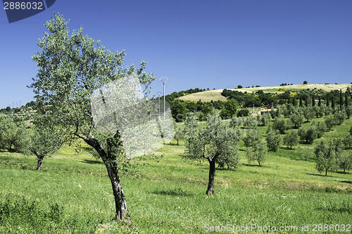 Image of Olive trees in Italy