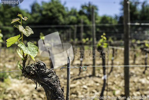 Image of Budding vineyards