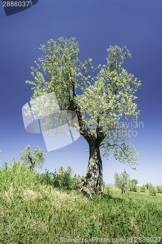 Image of Olive tree in Italy