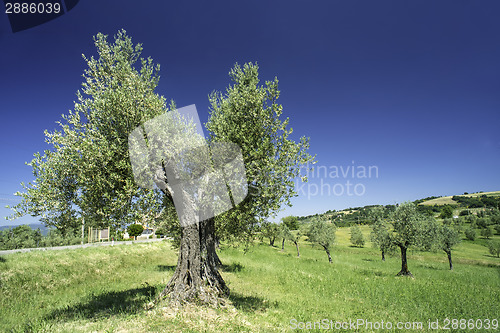 Image of Olive tree in Italy