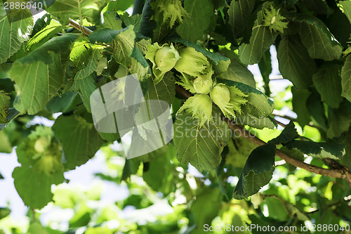 Image of  Branch with hazelnuts