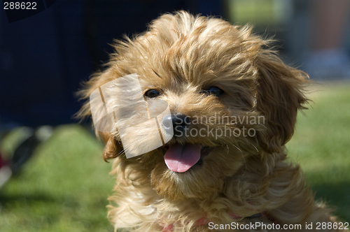 Image of Ruby the Cavoodle