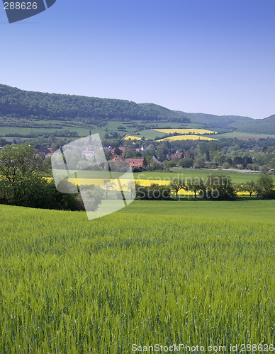 Image of Canola fields