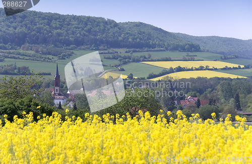 Image of Canola fields