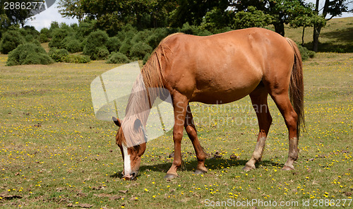 Image of New Forest pony in the sunshine