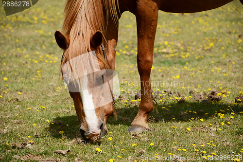 Image of Chestnut pony in the New Forest 
