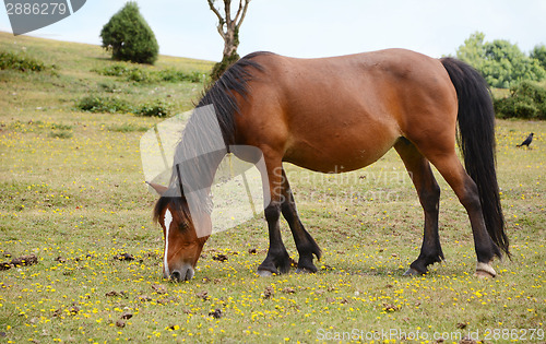 Image of Bay pony in foal grazing in the New Forest