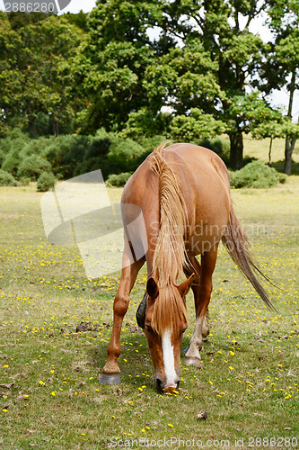 Image of Chestnut pony grazes in the New Forest