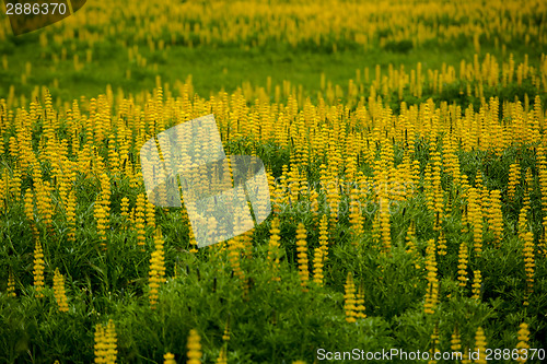 Image of Flowers in nature