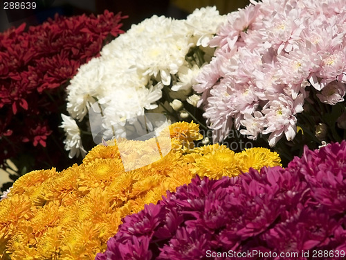 Image of Colourful flowers