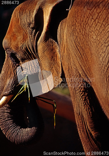 Image of Elephant
