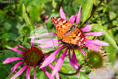 Image of Beautiful butterfly on a bright flower of an ekhinotseiya.