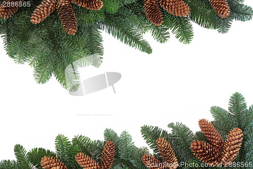 Image of Fir and Pine Cone Border