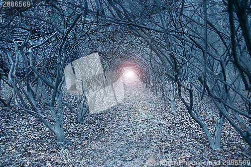 Image of Surreal arch-like trees in a muted dreamlike woods