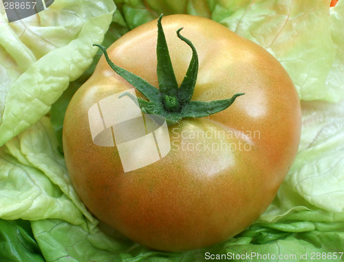 Image of Fresh tomato with lettuce