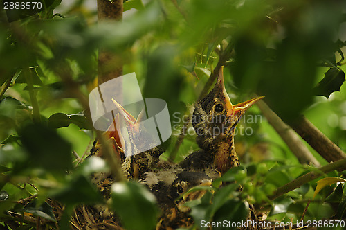 Image of Baby birds calling from nest