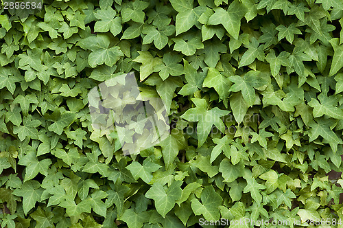 Image of Ivy on a Wall